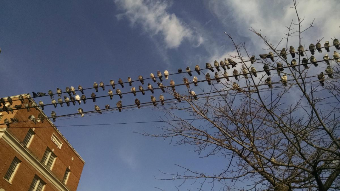Pigeons, queens, 2017.